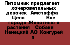 Питомник предлагает 2-хочаровательных девочек  Амстаффа › Цена ­ 25 000 - Все города Животные и растения » Собаки   . Ненецкий АО,Хонгурей п.